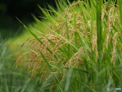 撮って出し(2024-09-03_12-38)-(E-M5-150(OLYMPU