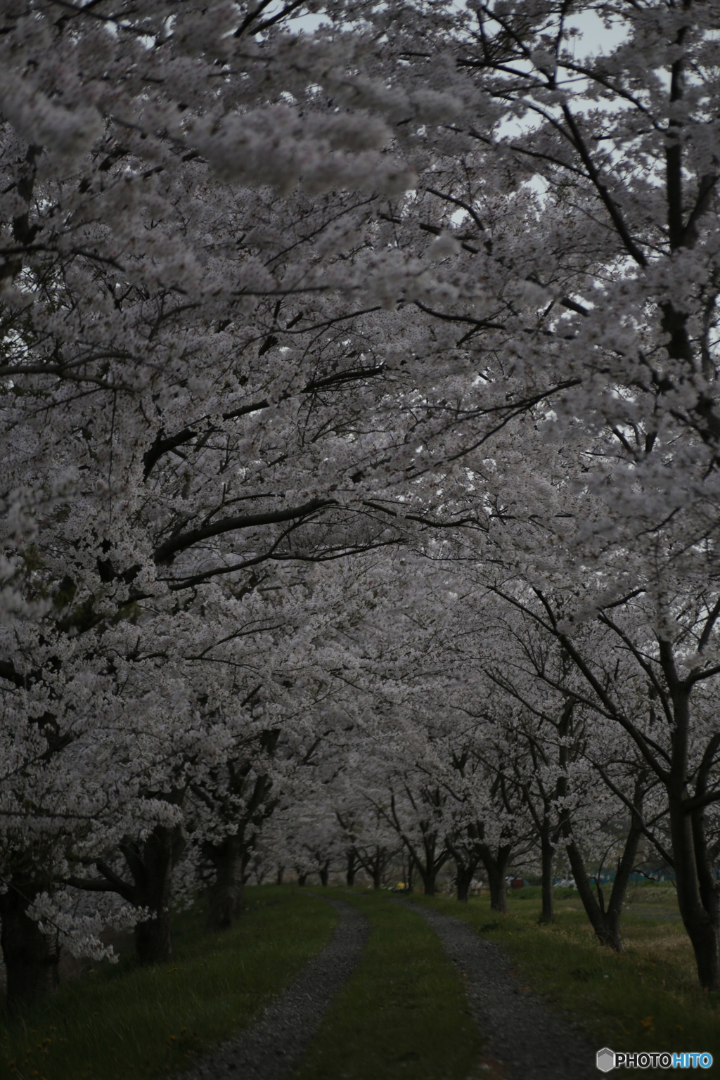撮って出し(2024-04-18_17-40)-(Canon EOS 6D-90
