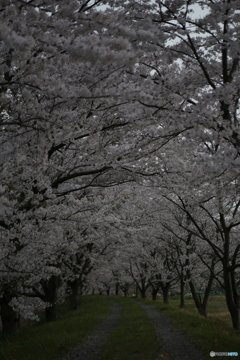 撮って出し(2024-04-18_17-40)-(Canon EOS 6D-90
