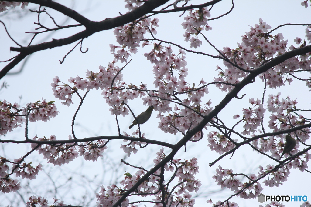 撮って出し(2025-04-24_09-05)-(Canon EOS 60D-2