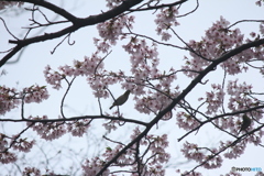 撮って出し(2025-04-24_09-05)-(Canon EOS 60D-2