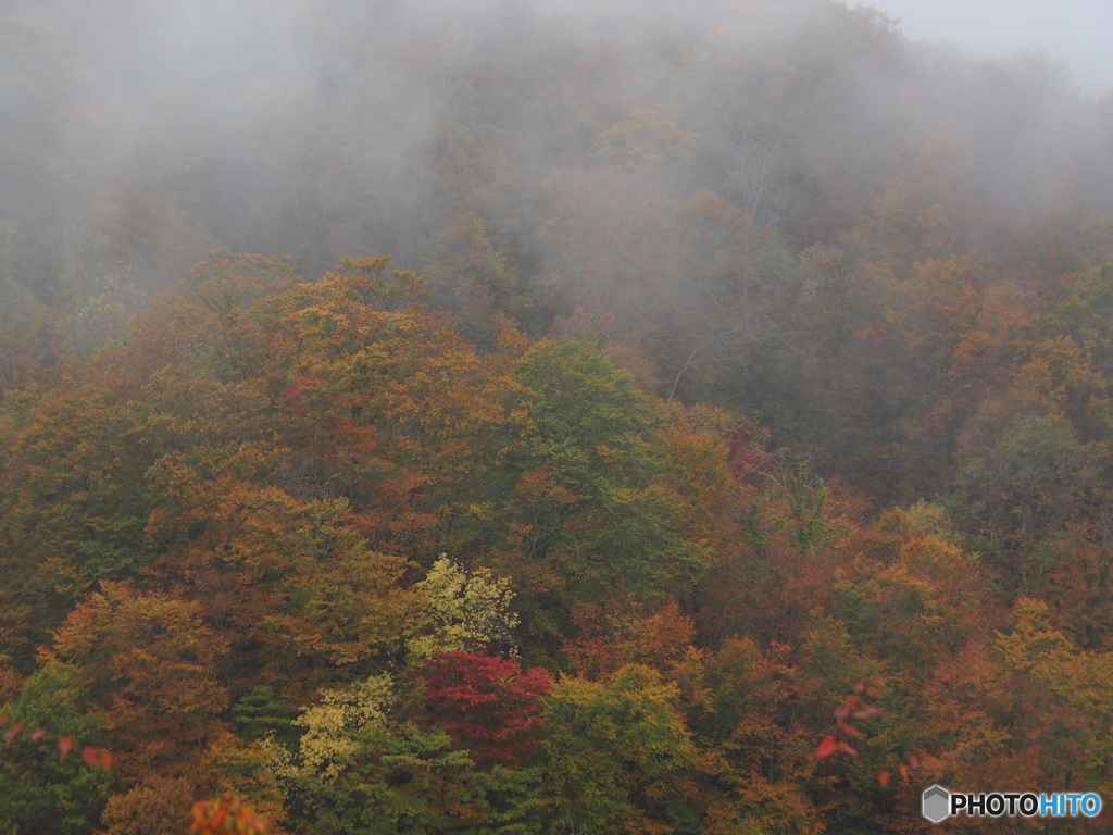 撮って出し(2025-10-26_14-02)-(E-M5-52(OLYMPUS