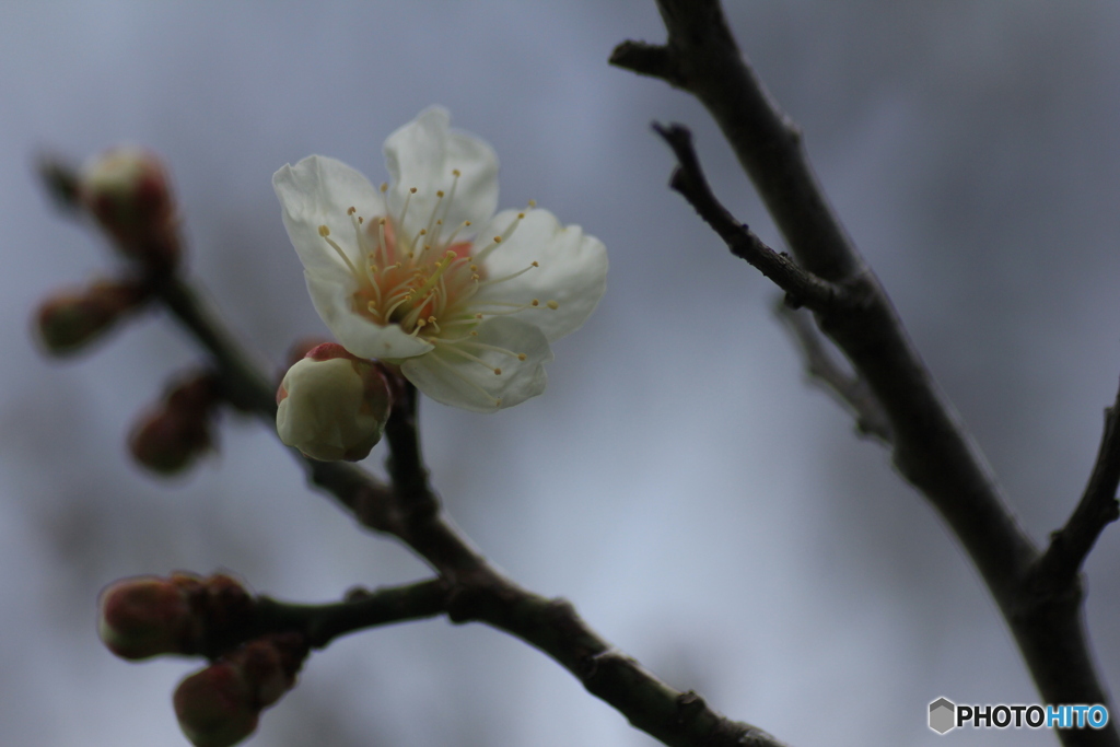 撮って出し(2025-04-06_09-49)-(Canon EOS 60D-9