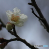 撮って出し(2025-04-06_09-49)-(Canon EOS 60D-9