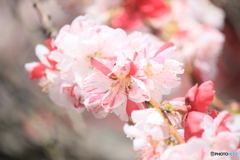 撮って出し(2025-04-27_09-57)-(Canon EOS 60D-1