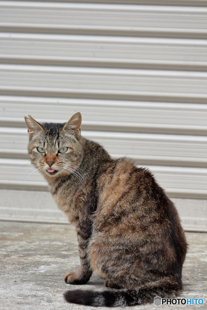 舌だし猫