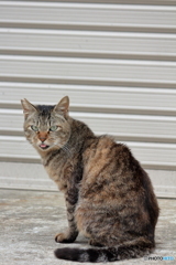 舌だし猫