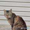 舌だし猫