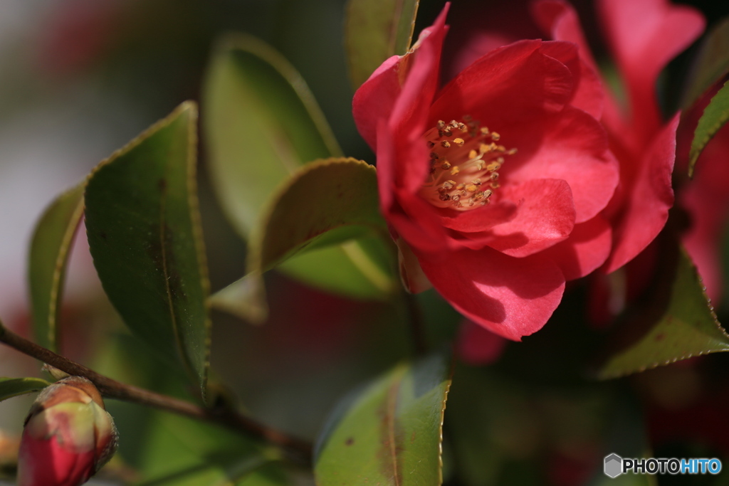 撮って出し(2024-03-31_10-09)-(Canon EOS 6D-90