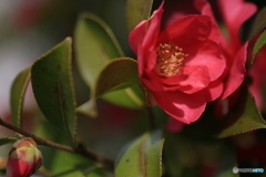 撮って出し(2024-03-31_10-09)-(Canon EOS 6D-90