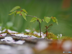 撮って出し(2024-04-19_14-45)-(E-M5-0())