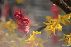 撮って出し(2025-04-07_09-28)-(Canon EOS 60D-2