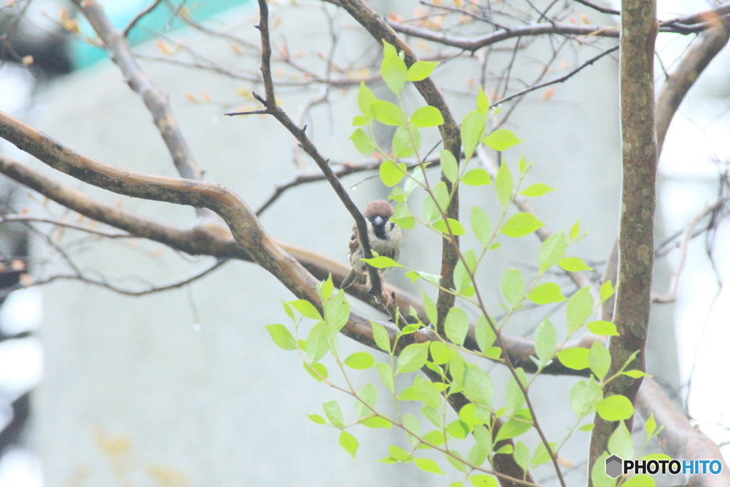 撮って出し(2025-05-11_09-25)-(Canon EOS 60D-3