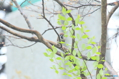 撮って出し(2025-05-11_09-25)-(Canon EOS 60D-3