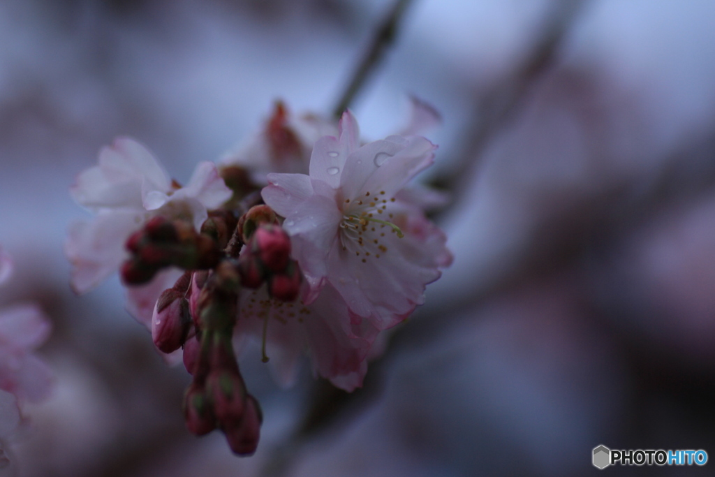撮って出し(2025-04-04_05-51)-(Canon EOS 60D-9