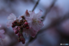 撮って出し(2025-04-04_05-51)-(Canon EOS 60D-9