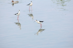 撮って出し(2025-04-27_12-25)-(Canon EOS 60D-2