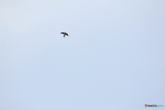 撮って出し(2025-04-18_09-13)-(Canon EOS 60D-2