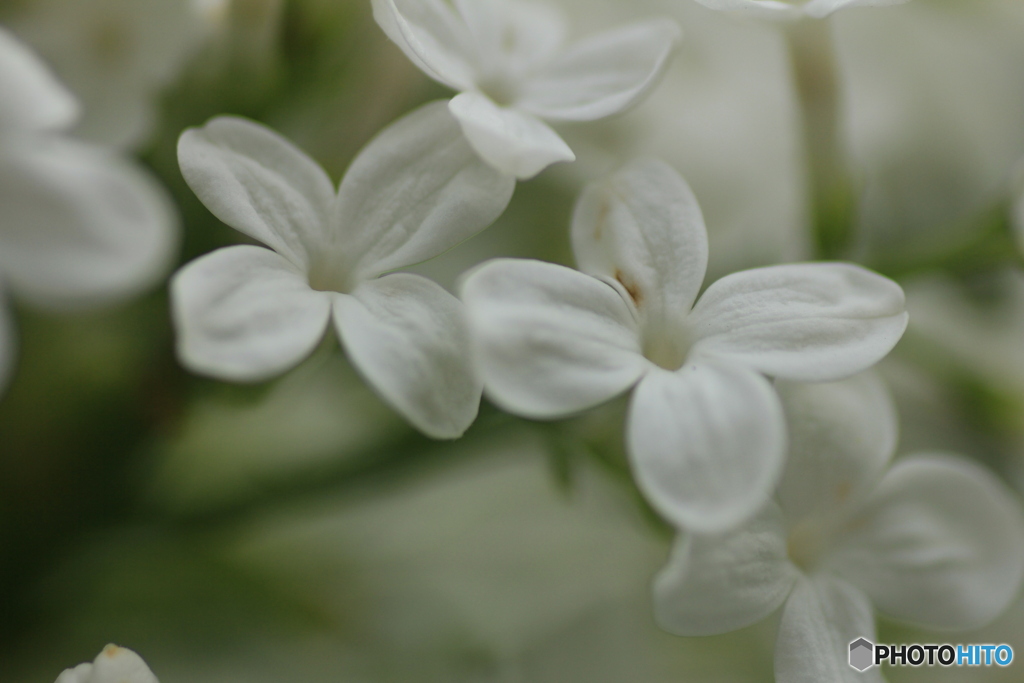 撮って出し(2025-04-25_10-14)-(Canon EOS 60D-9