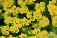 撮って出し-Canon EOS 60D-90.0-23_05_17-0