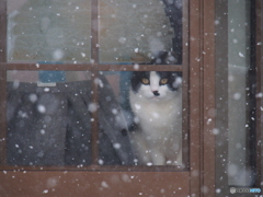 撮って出し(2025-01-17_10-53)-(E-M5-150(OLYMPU