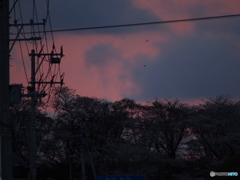 撮って出し(2024-04-20_18-12)-(E-M5-0())