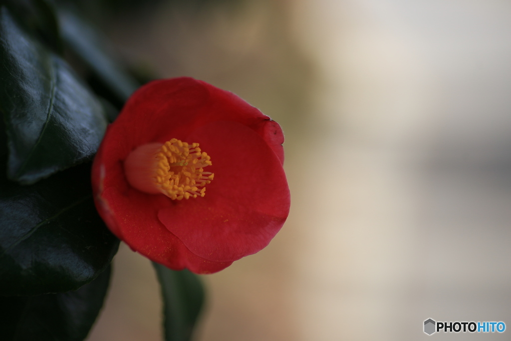 撮って出し(2024-03-31_09-46)-(Canon EOS 6D-90