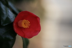 撮って出し(2024-03-31_09-46)-(Canon EOS 6D-90