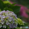 撮って出し-E-M5-0.0-23_06_23-0