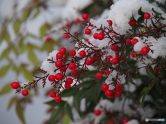 撮って出し(2024-12-19_08-22)-(E-M5-150(OLYMPU