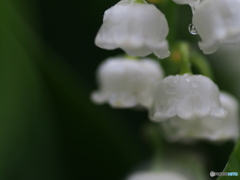 撮って出し(2025-05-21_10-10)-(E-M5-0())_02