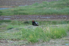 撮って出し-Canon EOS 60D-250.0-23_05_17-14