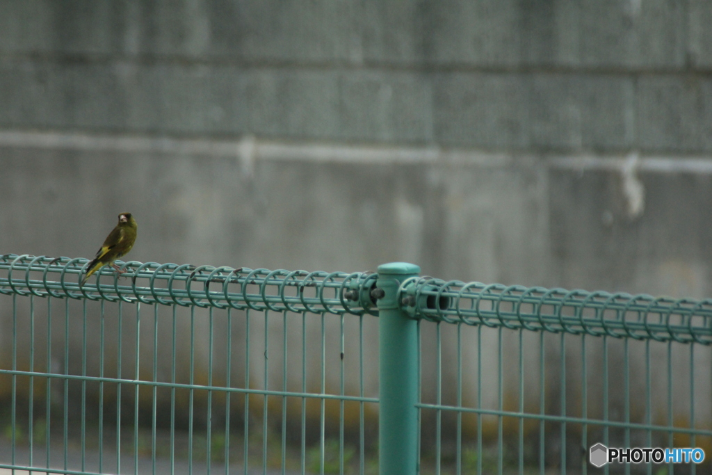 撮って出し(2025-06-30_13-17)-(Canon EOS 60D-3