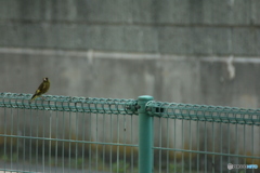 撮って出し(2025-06-30_13-17)-(Canon EOS 60D-3
