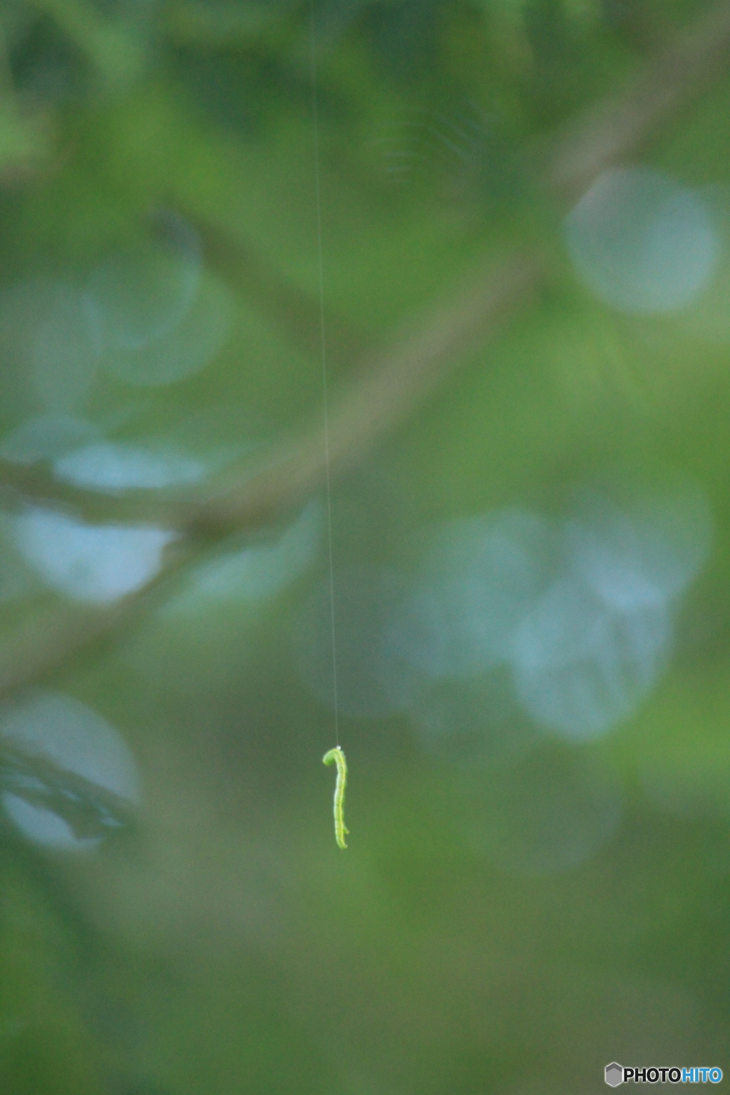 撮って出し(2025-07-08_06-38)-(Canon EOS 60D-3