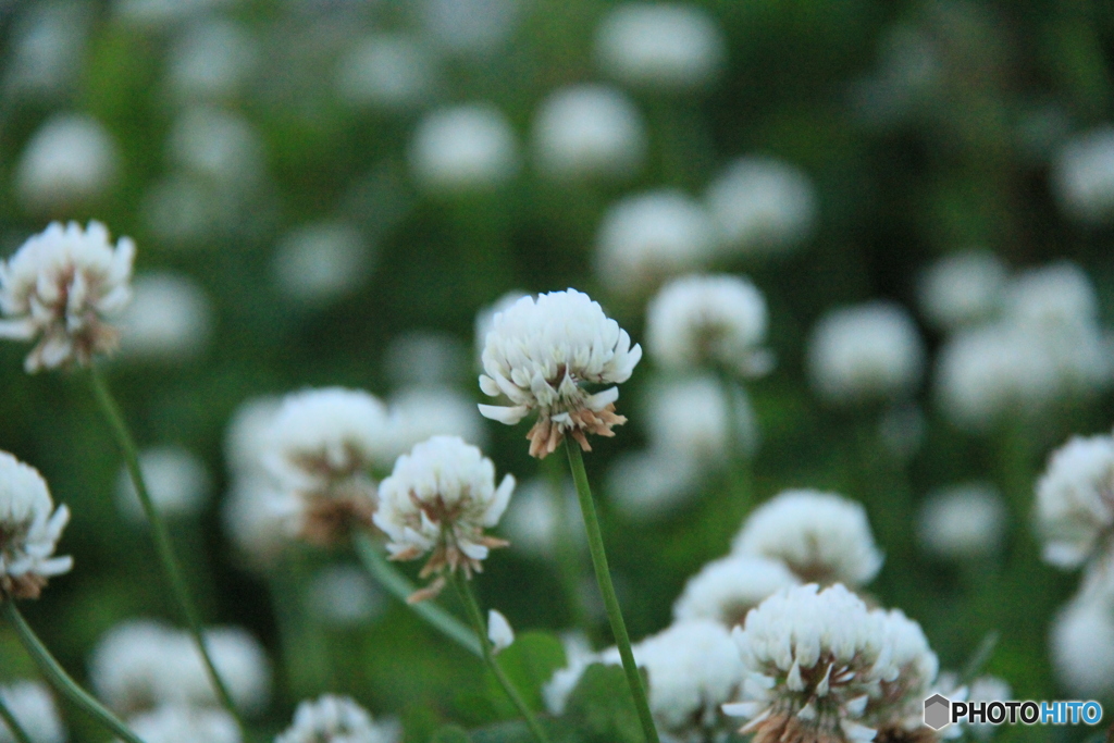 撮って出し(2025-06-06_18-36)-(Canon EOS 60D-2