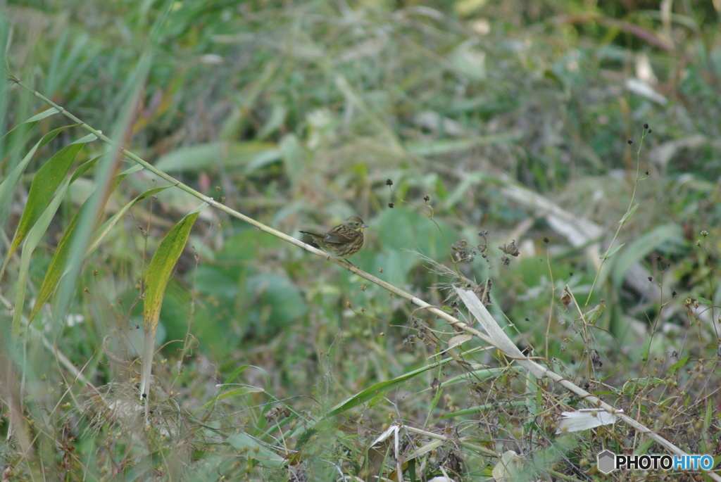 撮って出し(2025-10-30_11-01)-(PENTAX K10D-300