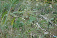 撮って出し(2025-10-30_11-01)-(PENTAX K10D-300