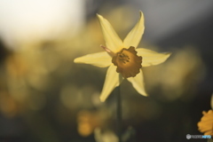 撮って出し(2024-04-10_17-01)-(Canon EOS 6D-90