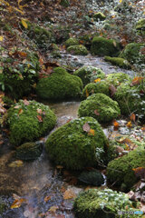 撮って出し(2025-11-04_10-30)-(Canon EOS 6D-47