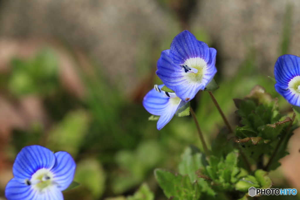 撮って出し(2024-03-31_09-43)-(Canon EOS 6D-90