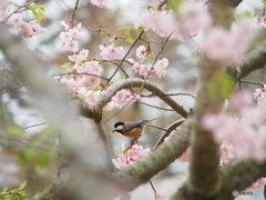 撮って出し(2024-04-17_09-14)-(E-M5-150(OLYMPU