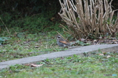 撮って出し(2025-03-31_06-26)-(Canon EOS 60D-2