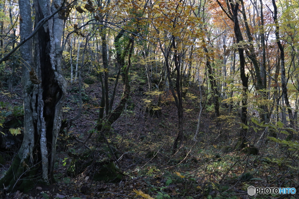 撮って出し(2025-11-04_09-39)-(Canon EOS 6D-28