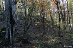 撮って出し(2025-11-04_09-39)-(Canon EOS 6D-28