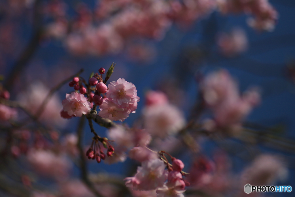 撮って出し(2024-04-12_14-53)-(Canon EOS 6D-90