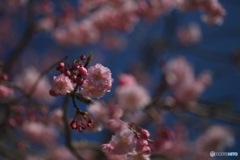 撮って出し(2024-04-12_14-53)-(Canon EOS 6D-90