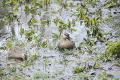 撮って出し(2025-04-20_07-42)-(Canon EOS 60D-2