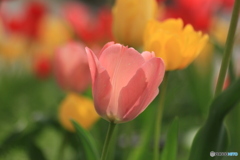 撮って出し(2025-04-25_09-42)-(Canon EOS 60D-9