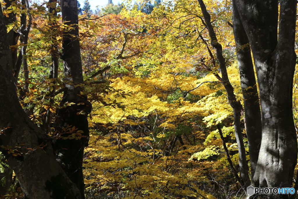 撮って出し(2025-11-04_11-02)-(Canon EOS 6D-60